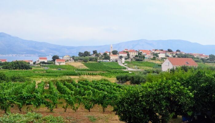 Korcula Winery