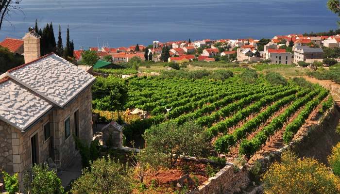 Winery, southern Brac, Croatia