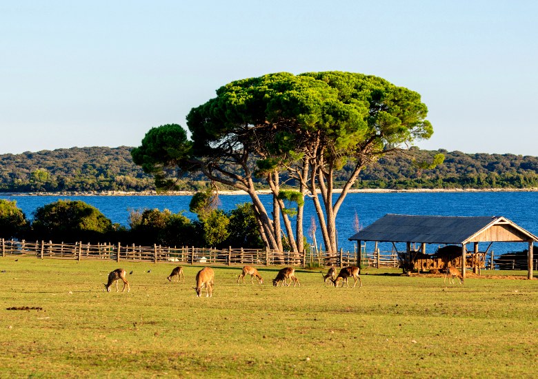 Open zoo in Brijuni National Park