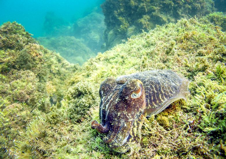 Cuttlefish on seabed in Croatia