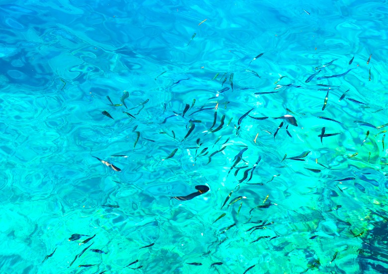 Fish swimming in crystal clear water of the Adriatic Sea in Croatia