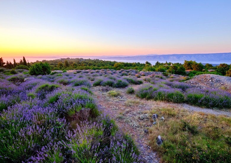 Lavender fields in Hvar