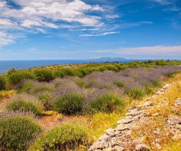 Hvar Lavender plants