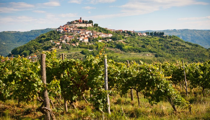 Vineyard in Istria, Croatia