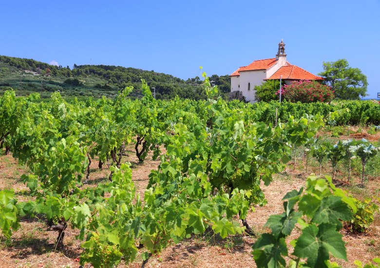 Korcula vineyard