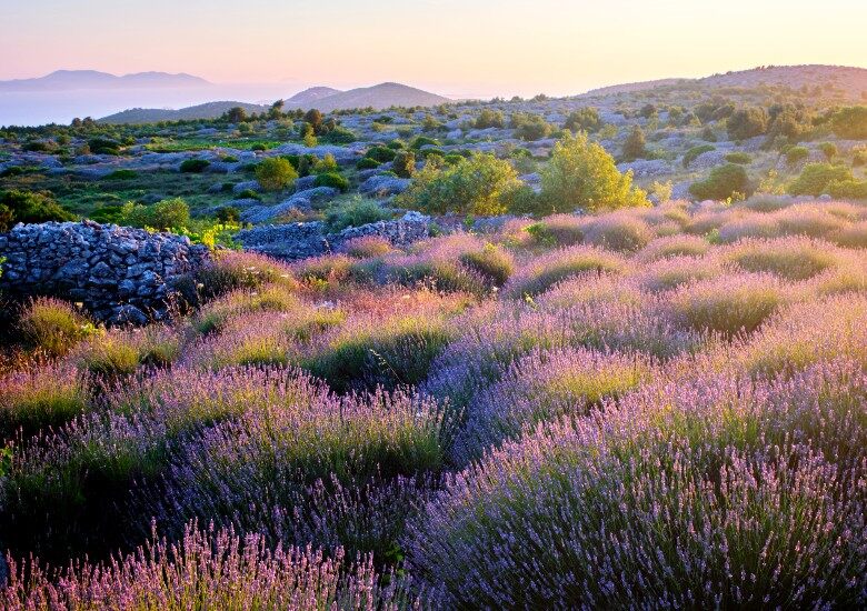 Lavender fields at sunset in Hvar