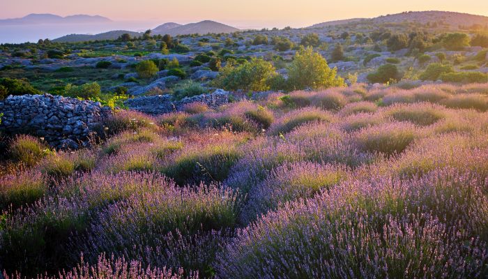 Lavender Fields, Hvar