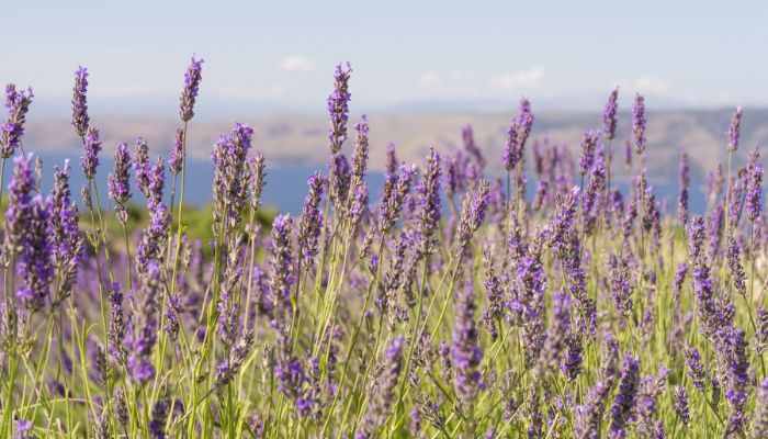 Lavender in Hvar