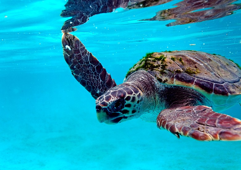 Close up view of loggerhead sea turtle in Brijuni National Park