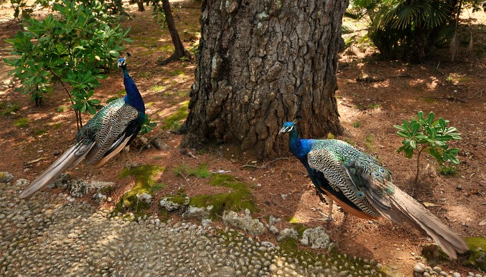 Peacocks on Lokrum Island, Croatia