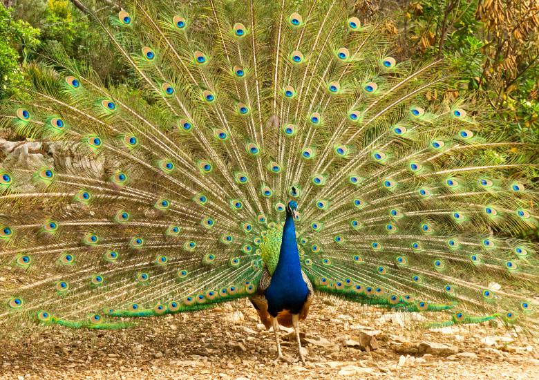 Lokrum Island peacock