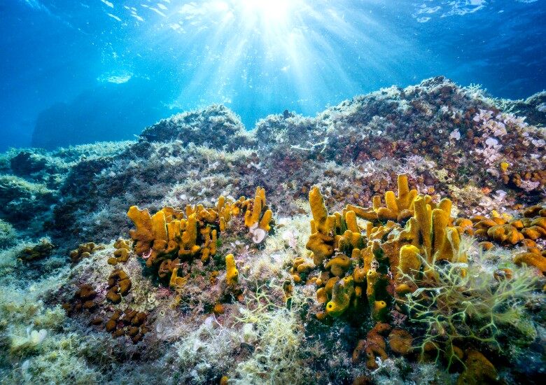 Mediterranean sponge underwater near Hvar