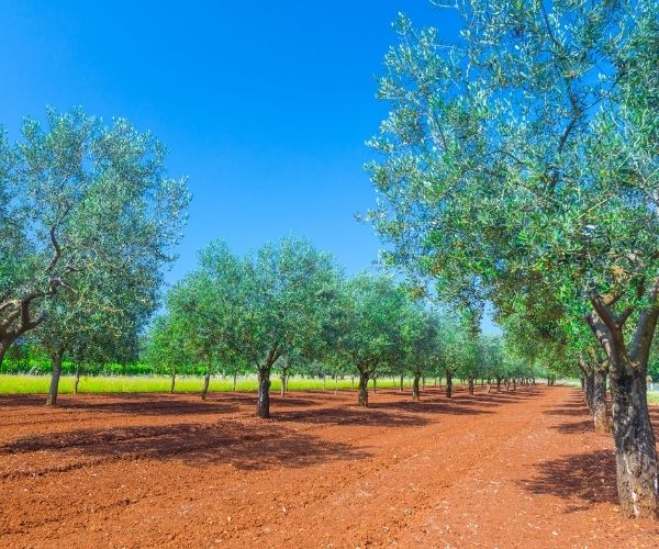 Olive Farm Rovinj