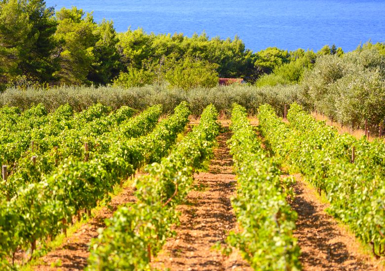 View of olive groves in Croatia with sea in the background