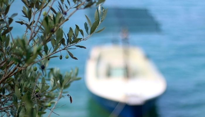 Olive tree, Korcula