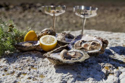 Oyster tasting in Slano