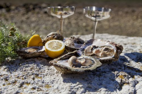 Oyster Wine Tour Croatia