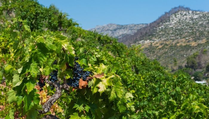 Peljesac Vineyard