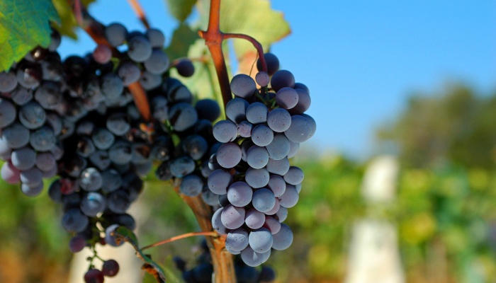 Red Grapes, Croatia