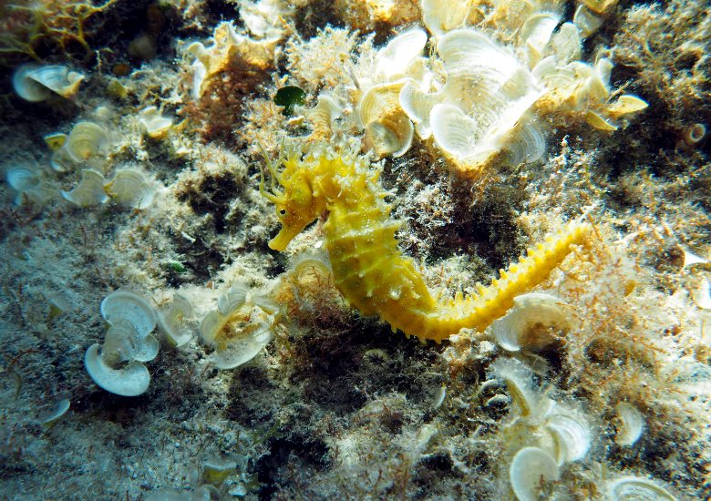 Close up view of a yellow seahorse against rocks in Croatia