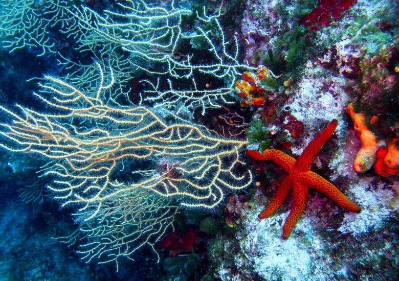 Red starfish on rocks with sea plants in Croatia