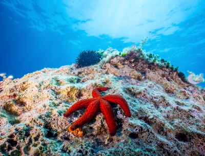 Red starfish on seabed in Croatia