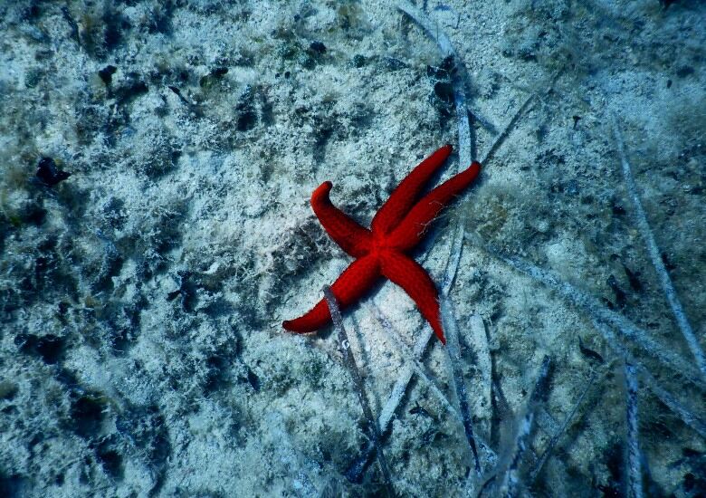 Red starfish on Korcula seabed