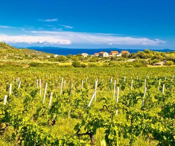 Vineyard in Vis