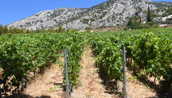 Vineyard, Istria