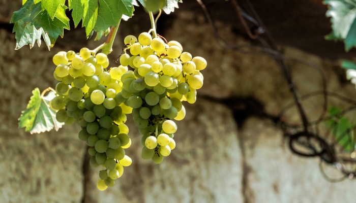 White Grapes, Croatia