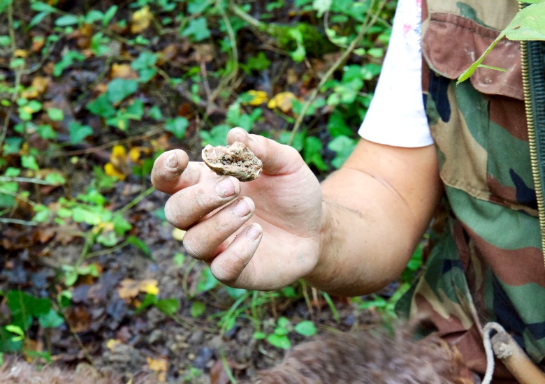 Man holding a white truffle in Istria