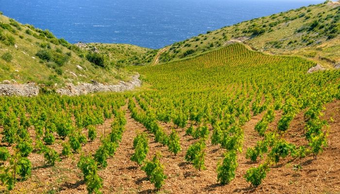 Wine tasting in Hvar